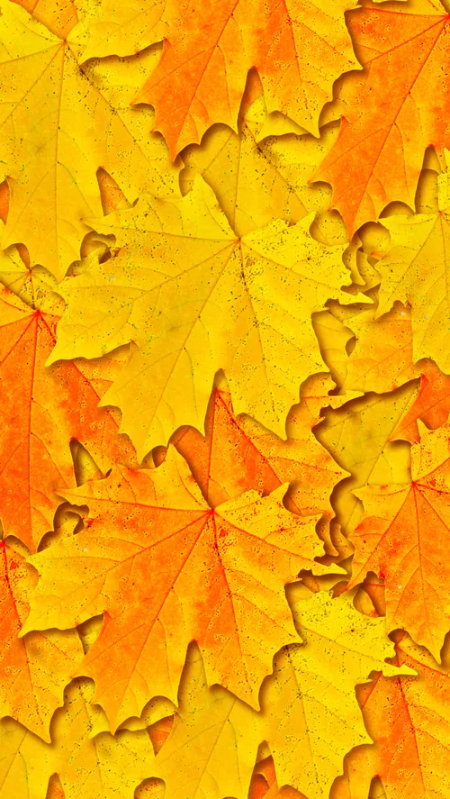 تصویر زمینه پاییز والپیپر برگ