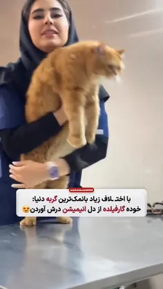 بامزه ترین گربه دنیا را پیدا کردم😍