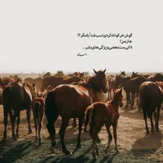 گوش خر کوتاه کردی ...