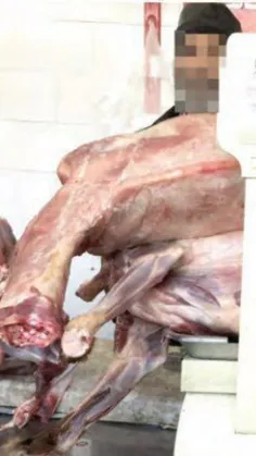 کشف گوشت سگ در قصابی غیرمجاز در مشهد!