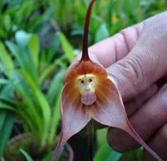 گل میمون ک میگن اینه