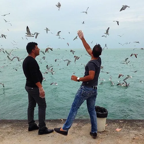 A man feeds seagulls flying over Persian Gulf. Boushehr, 