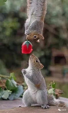 میدونستید سنجاب وقتی عاشق میشه به عشقش گل هدیه میده..!!