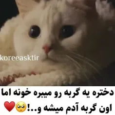 از این گربه ها کجا هست ؟؟🥲😩