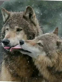 در حیوانات گرگ های نر با ماده های خود بسیار مهربان و دلسو