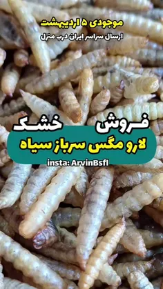 فروش لارو مگس سرباز سیاه خشک