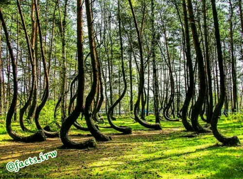 جنگل مرموز با 400 درخت کج در لهستان یکی از عجیب ترین جنگل