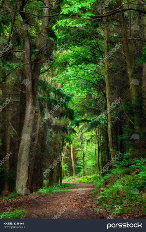 🌳🌲 معرفی گیاهان پارک ملی گلستان ... گیاهان  پارک ملی گلستان