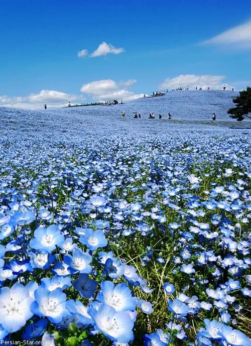 اینجا یه پارکه تو ژاپن که زمین و آسمونش یه رنگه واقعا زیب