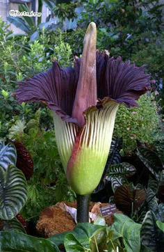 گیاه #تیتان Amorphophallus titanum😍 😍 😍 