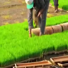 روش بسیار جالب چینی‌ها در کاشت برنج