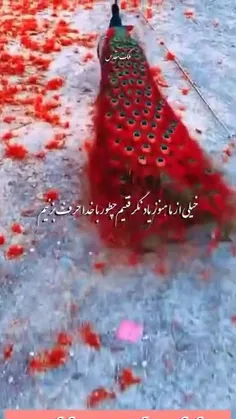 989362_9543 77372056