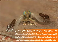 مگس عجیبی که روی بالهاش مورچه دارد