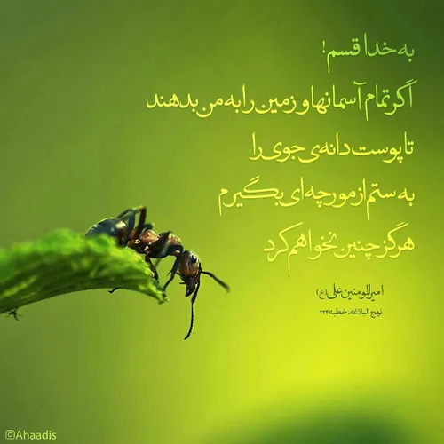 امام علی علیه السلام