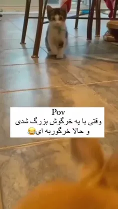 وجود خشف شده جدید خرگوربا