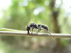 دردناک ترین گزش حشره مربوط به گاز گرفته شدن توسط مورچه گل