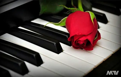 زندگے مثل پیانو🎹 مےمونه