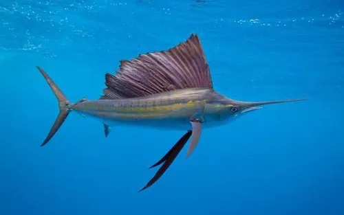 ماهی ها گاها ثابت و بی حرکت هستند و شاید خیلی طول بکشد تا