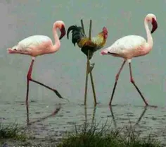 کم نیاورده.....خخخخخخ