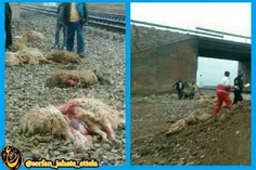 برخورد قطار با گله گوسفندان در حکم آباد جوین که متاسفانه 