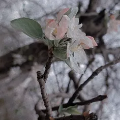 زیبایی به این میگن ....