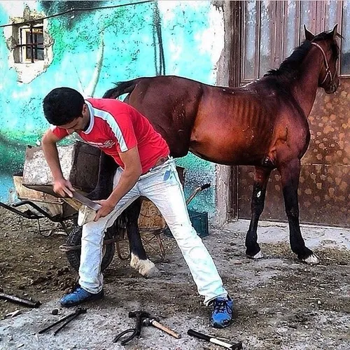 A man shoeing a horse to prepare it for racing. Shahriar,