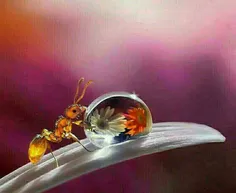 تصویری حیرت انگیز از مورچه‌ و قطره شبنم🍀  اینستاگرام👇 