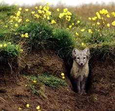 خز روباه قطبی در حدی ضخیم است که این حیوان در دمای 70 درج