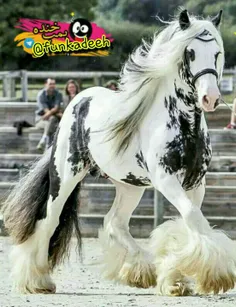 زیبا ترین اسب دنیا
