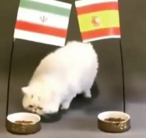 اینم پیش بینی گربه روسیه ای😊 خدا کنه درس باشه🙏