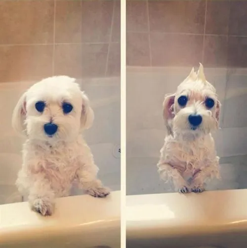 قبل و بعد حمام خخخخخ عزیییییزم