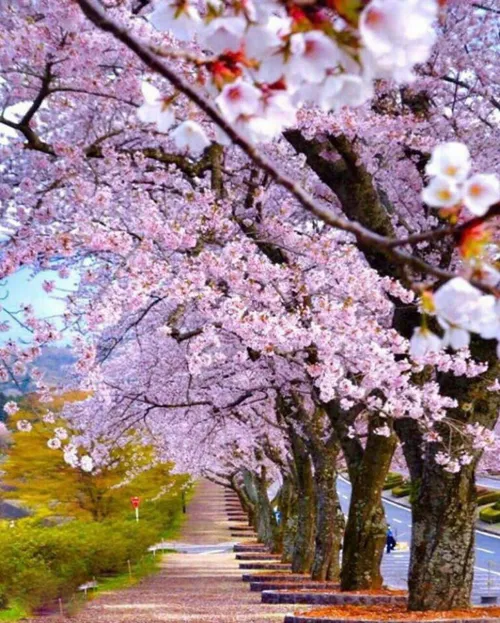 شکوفه های زیبا در شیزوکا ژاپن😍