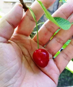 بفرمایید گیلاس🍒😋