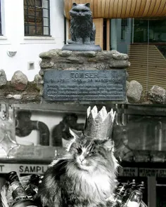 بهترین موش گیر جهان گربه ای اسکاتلندی بنام "تاوسر" بود که