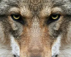 دامنه دید گرگها در مقایسه با انسان بسیار وسیع تر است. اگر