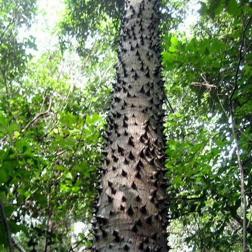 خطرناک ترین درخت دنیا به نام «مانچینیل» در سواحل دریای کا