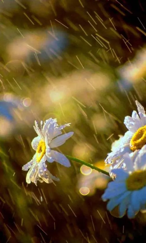 همچون باران باش ،رنج جدا شدن از آسمان را در سبز کردن زندگ