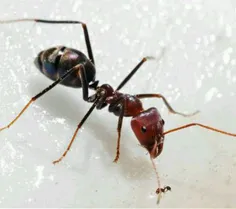 وزن گونه‌های مختلف مورچه بین 1 تا 60 میلی‌گرم متغیر است