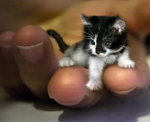 کوچکترین گربه جهان