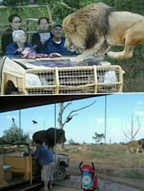 ترسناک ترین راه ها برای دیدن حیوانات 👌