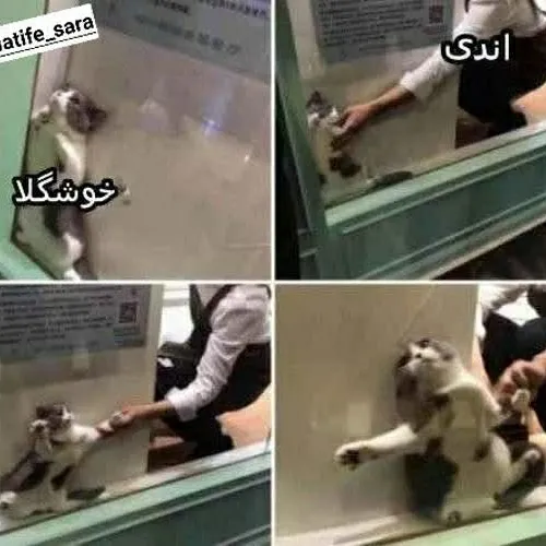 خوشگلا باید برقصن 😐