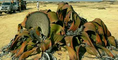 گیاه Welwitschia Mirabilis به علت ظاهر عجیب و برگ های تور