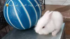 این خرگوش کوچولو چی میگه ؟!