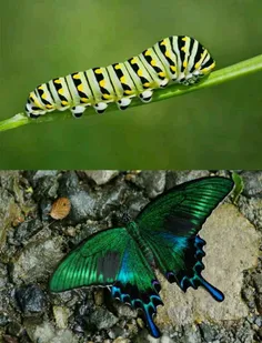 پروانه‌ی دم‌چلچله‌ای سیاه آلپ قبل و بعد از دگردیسی (تبدیل
