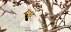 زنبور عسل و شکوفه بادام 