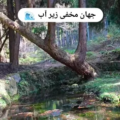 طبیعت آرامش بخش