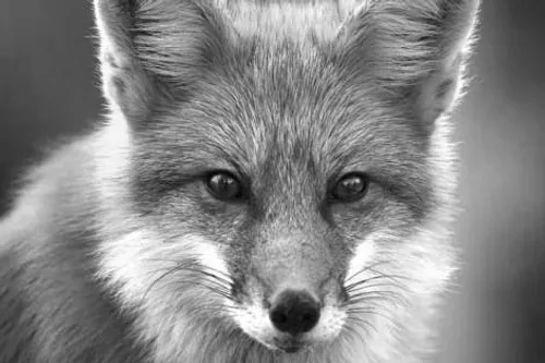 روباه تنها حیوانی است که همه چیز را به رنگ خاکستری می بین
