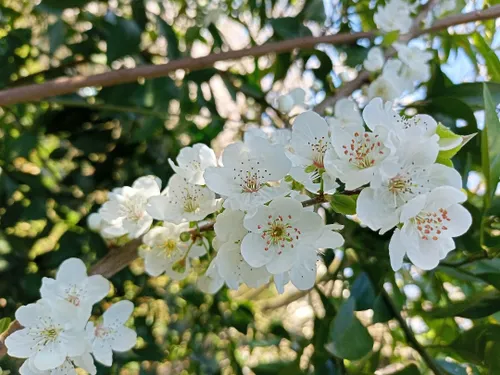 این عکسو دیروز گرفتم شکوفه درخت آلوچه سبز