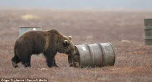 ⭕ بعضی خرس ها در روسیه به بو کردن بنزین معتاد شده اند،آنه