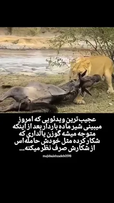 وقتی غریزه مادری به غریزه شکار غلبه میکنه... 